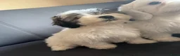 Malshi dogs for sale: Malshi puppies - Advert 1