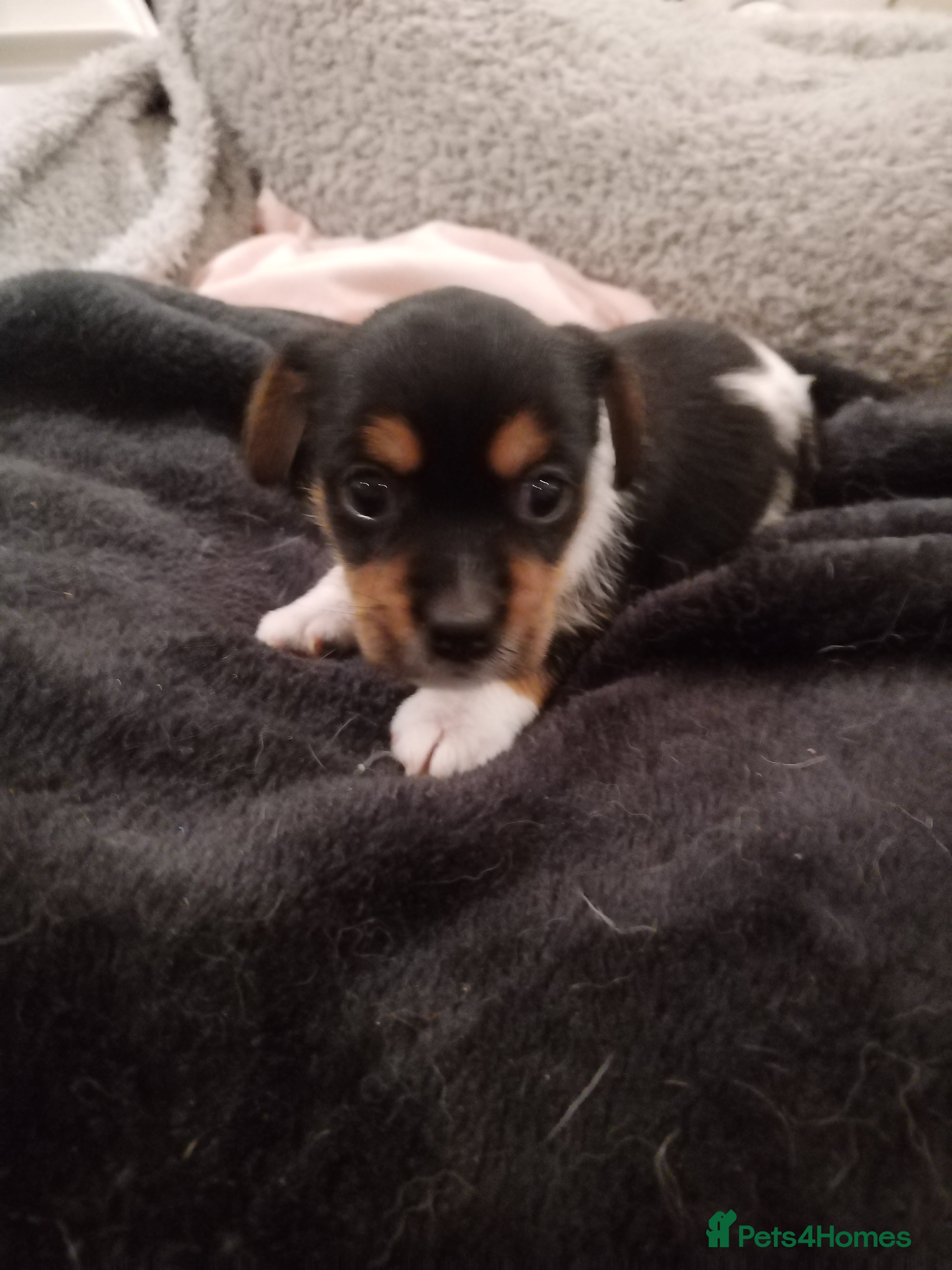 Mixed Breed dogs Jack Russel / Frenchie puppies  - Advert 1