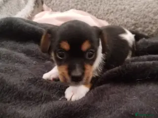 Mixed Breed dogs Jack Russel / Frenchie puppies - Advert 10