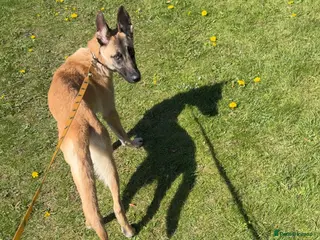 Belgian Shepherd Dog dogs Belgian shepherd pup 8 months old(Rocco) - Advert 14