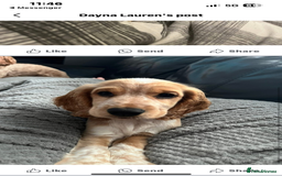 English Springer Spaniel dogs for sale: English springer spaniel - Image 1