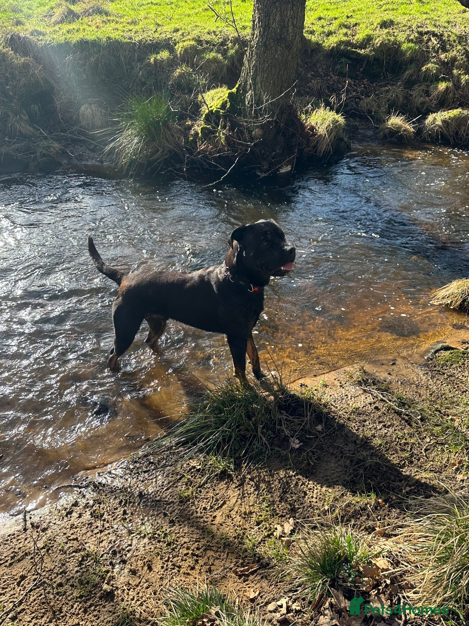 Mixed Breed dogs Italian Mastiff / Cane Corso Boerboel male  - Advert 1
