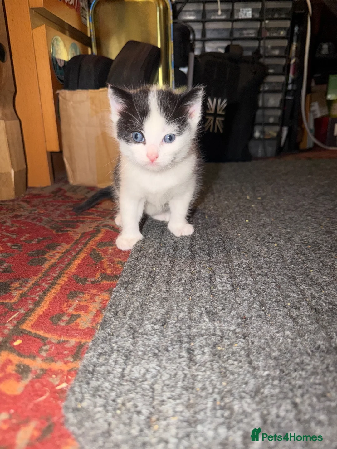 Mixed Breed cats for sale: 1 beautiful male left  - Advert 9