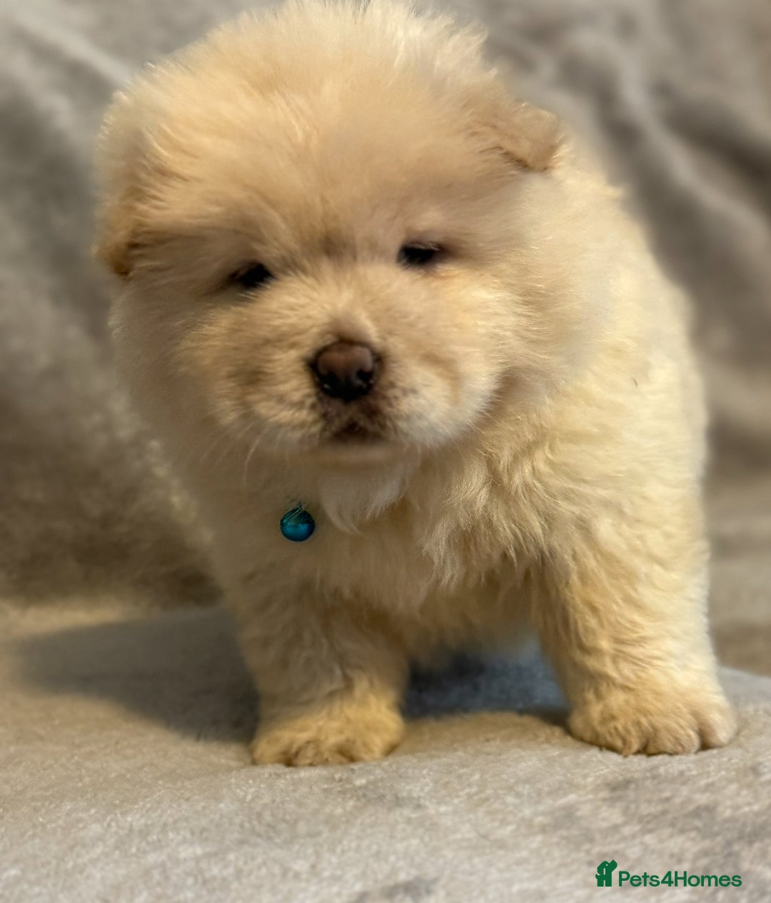 Chow Chow dogs for sale: KC Reg Chow Chow Puppies  - Advert 28