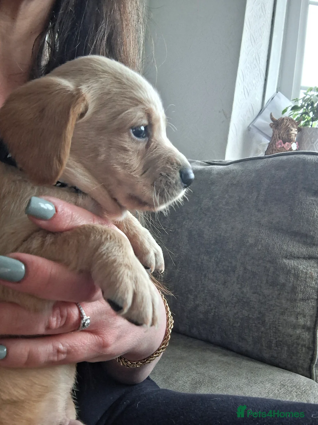 Cockerdor dogs for sale: Adorable litter of F1 Cockador puppies  - Advert 20