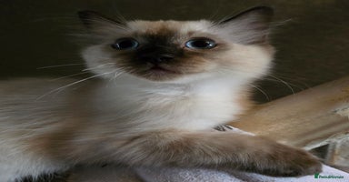 Ragdoll cats - Advert 12