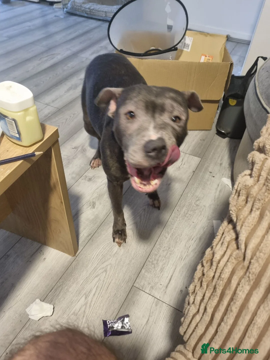 Staffordshire Bull Terrier dogs for sale: Female blue Staffordshire bull terrier - Advert 2