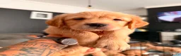 Golden Retriever dogs for sale: 3 beautiful golden retrievers for sale  - Advert 1