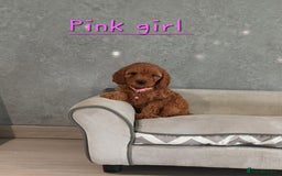 Cavapoo dogs for sale: Cavapoo F1 Puppies ❣️ - Image 4