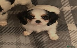 Cavalier King Charles Spaniel dogs for sale: DNA health tested, much loved cavaliers - Advert 6