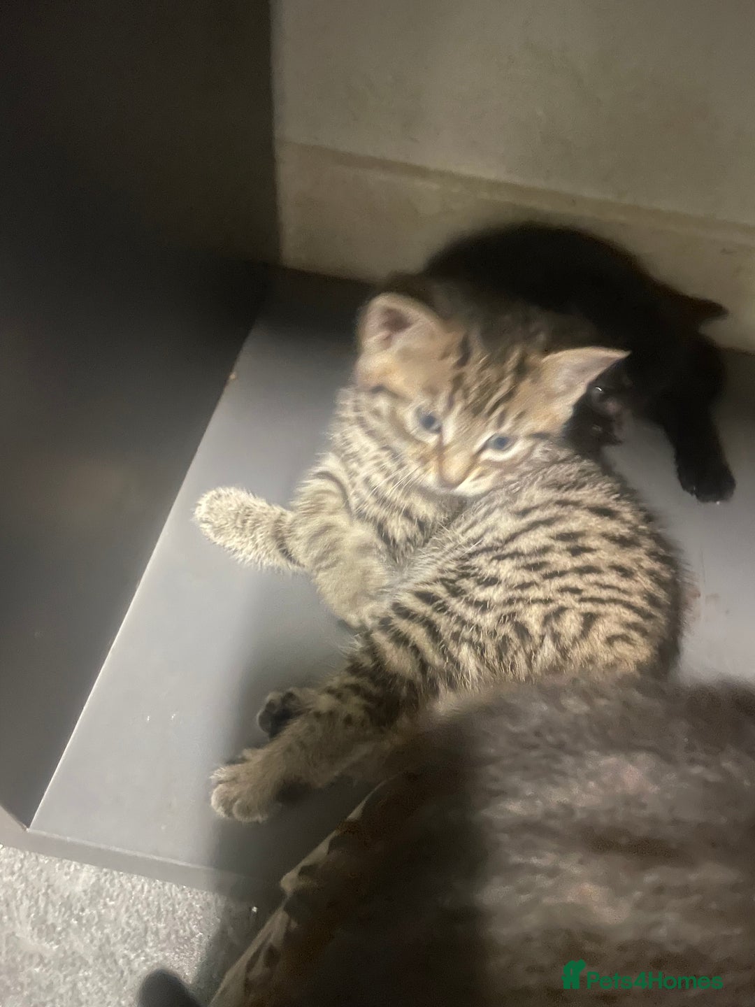 Mixed Breed cats for sale: 4 beautiful kittens ready to leave now - Image 7