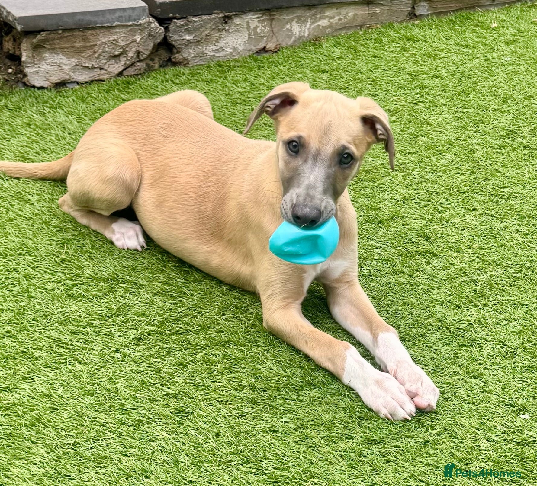 Whippet dogs Beautiful whippet babies READY NOW!🩷💙 - Advert 2