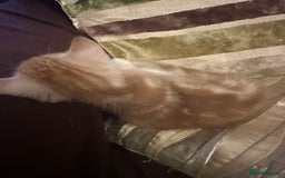 Mixed Breed cats for sale: Stunning fluffy and short haired ready now  - Image 19