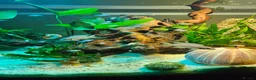 Cichlids fish for sale: Fairy cichlids - Advert 6