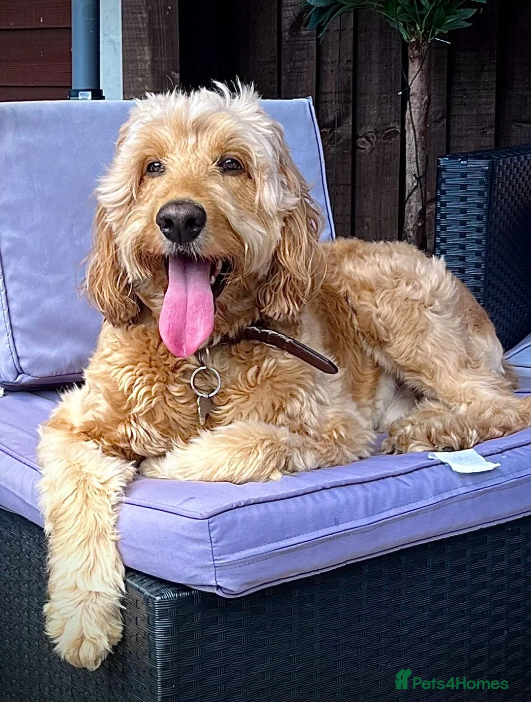 Irish Doodle dogs for stud: Max for stud  - Advert 4