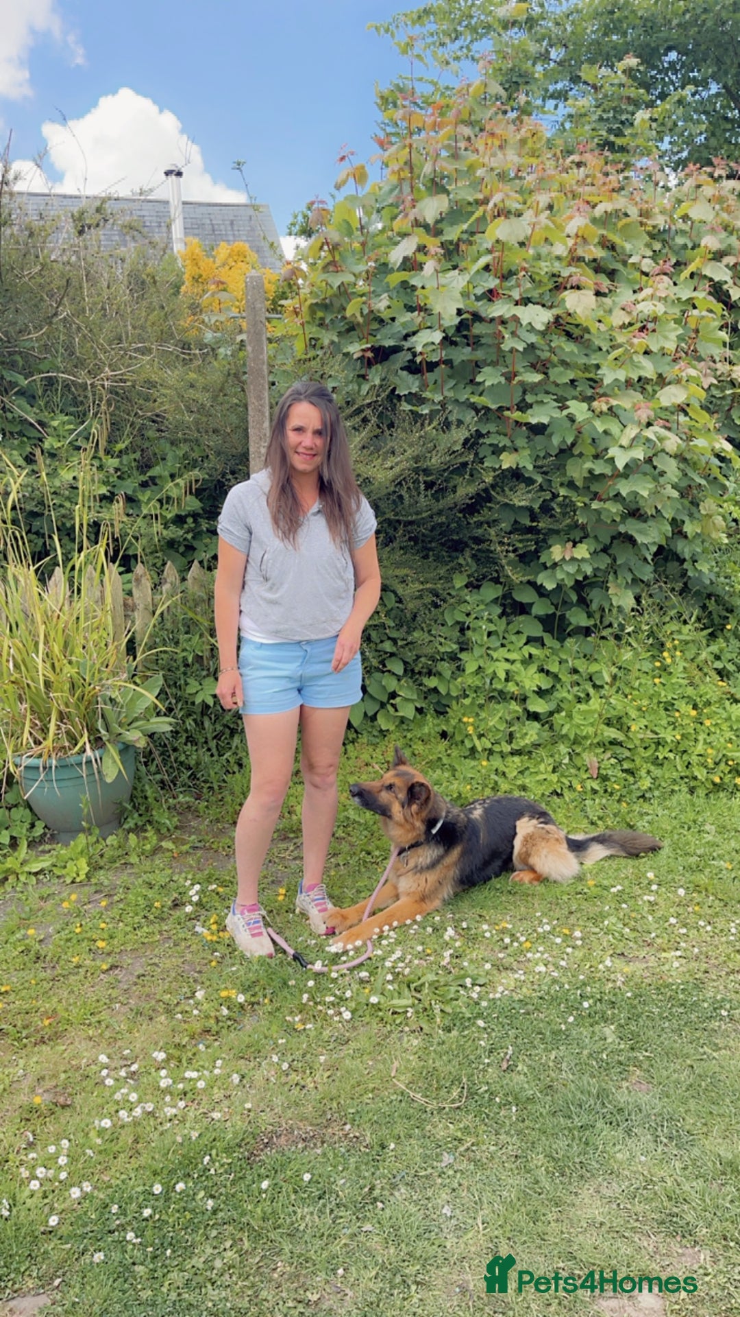 German Shepherd dogs for sale: 🌿 Narla’s Story 🌿 - Advert 6