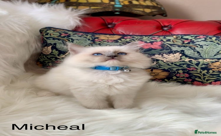 Ragdoll cats - Advert 12