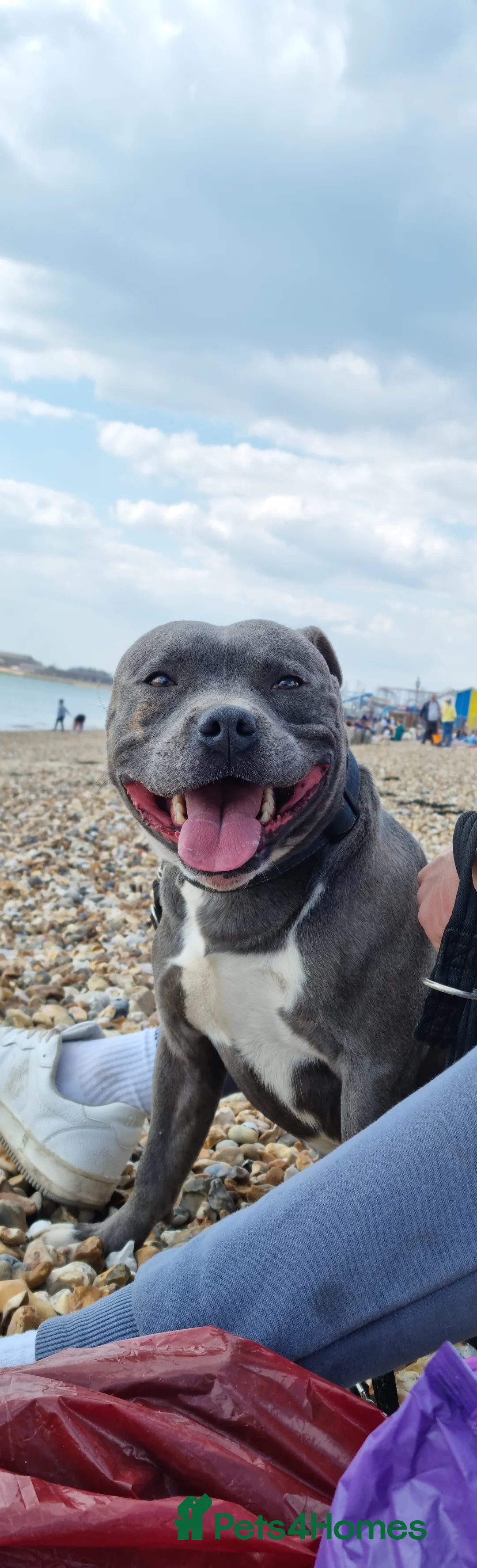 Staffordshire Bull Terrier dogs for stud: Proven Staffordshire Bull Terrier for stud in Farnborough - Advert 8