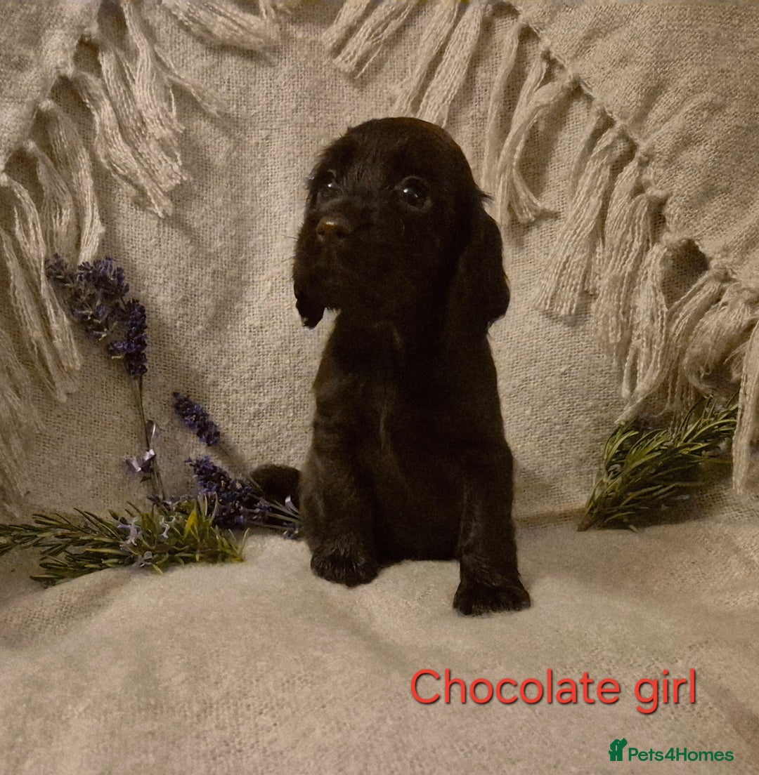 Cocker Spaniel dogs for sale: Exceptional KC Reg Working Cocker Spaniel Puppies - Image 8