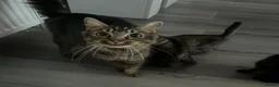 Mixed Breed cats for sale: 8wk old kittens in Dundee - Advert 2