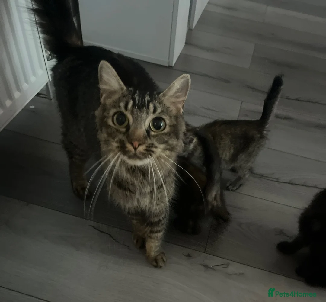 Mixed Breed cats for sale: 8wk old kittens in Dundee - Advert 2