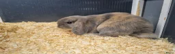 Mini Lop rabbits for sale: Stunning, well-handled Mini Lops in Stanley - Advert 7