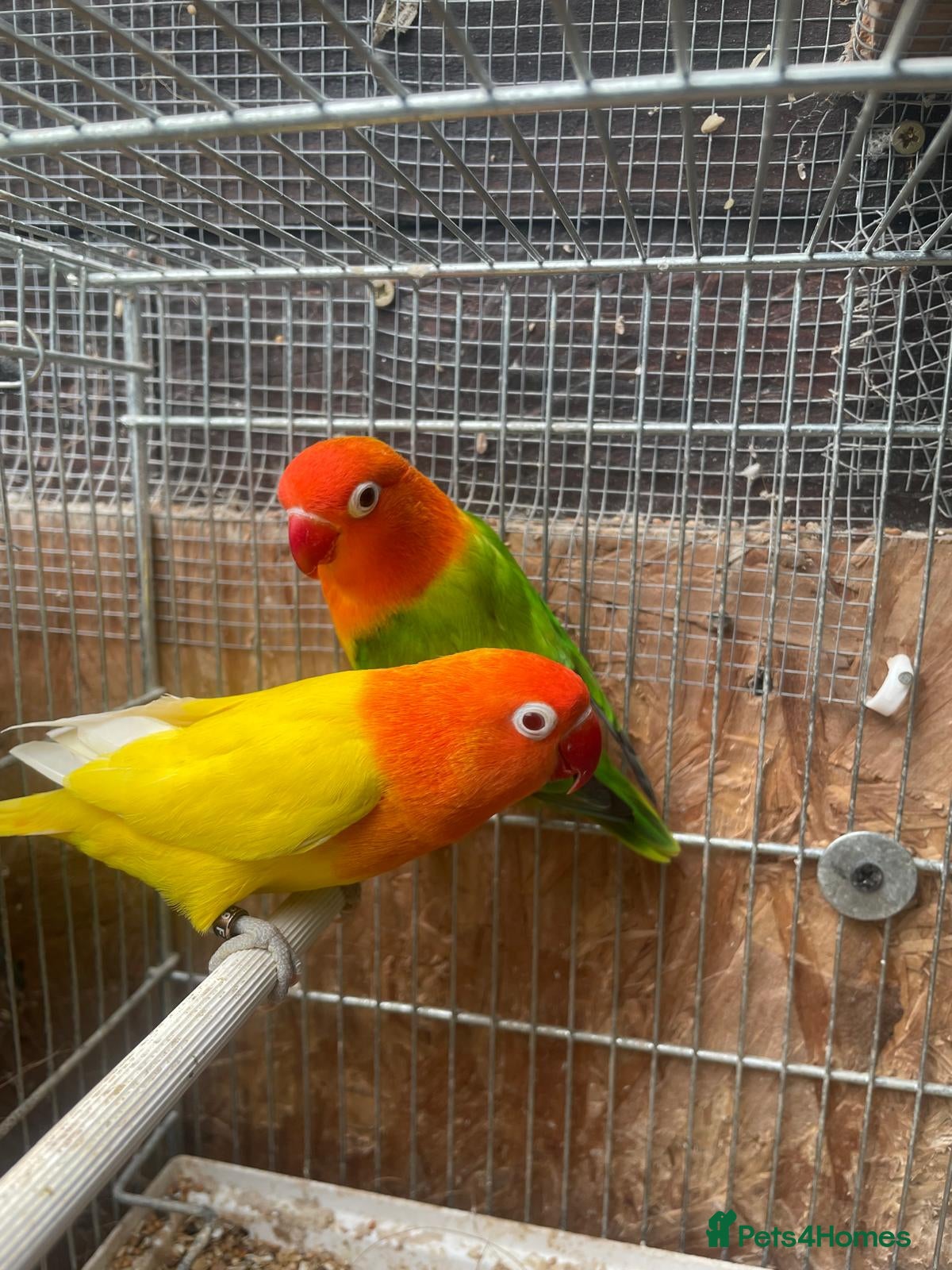 Lovebirds birds Lutino Red eye - Advert 1