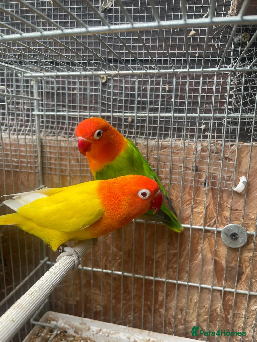 Lovebirds birds for sale: Lutino Red eye - Advert 1