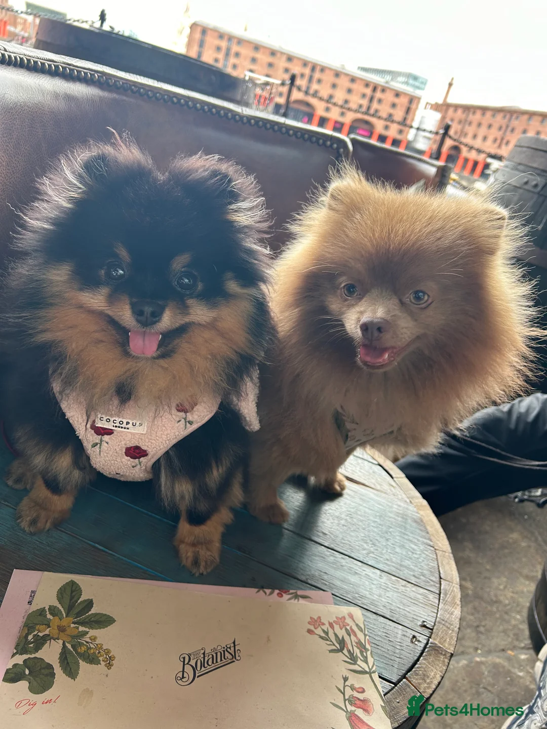 Pomeranian dogs for stud: Kai Kai lilac boy 💜  ( STUD ONLY ) (PROVEN)  in Liverpool - Advert 23