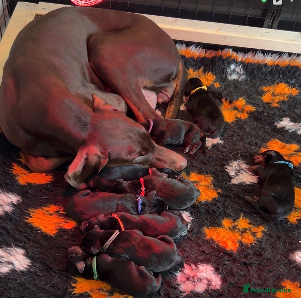 Dobermann dogs 9 Dobermann puppies born 20th april - Advert 7