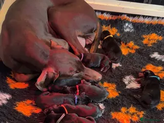Dobermann dogs 9 Dobermann puppies born 20th april - Advert 7