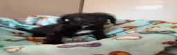 Jackapoo dogs for sale: Gorgeous Jackapoo puppies  - Advert 9