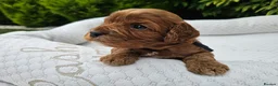 Cavapoo dogs for sale: Cavapoo puppies (toy)DNA CLEAR - Advert 15