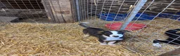 Border Collie dogs for sale: 1 left - Ready Now - Border collie pups  - Advert 4