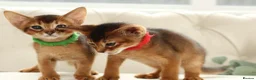 Abyssinian cats for sale: Pure breed Abyssinian kitten’s GCCF registered  - Advert 12