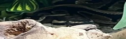 Python Snake reptiles for sale: Royal/Ball Python - with vivarium etc in Worcester - Advert 11