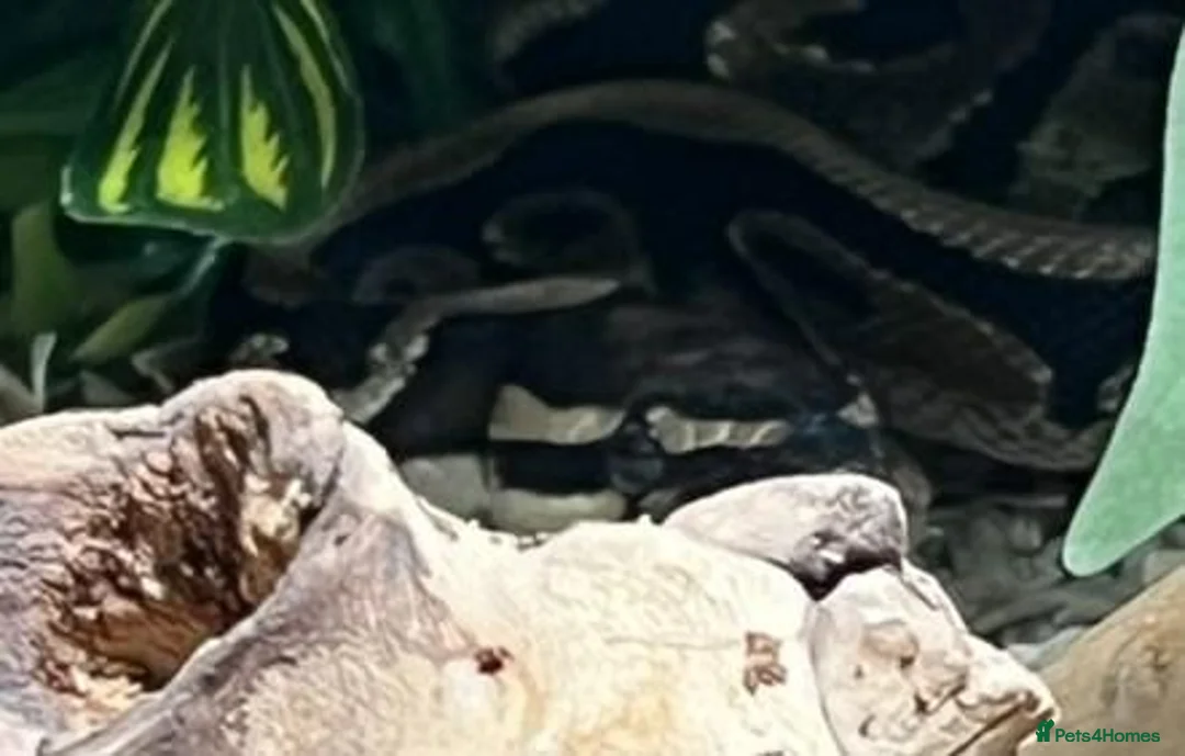 Python Snake reptiles for sale: Royal/Ball Python - with vivarium etc in Worcester - Advert 11