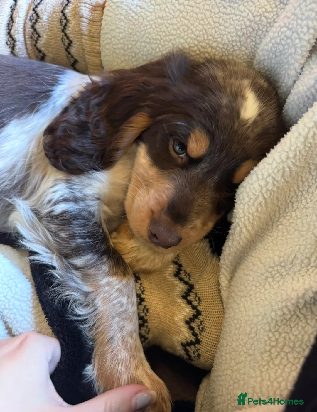 Sprocker dogs for sale: REHOME Cocker/ Springer spaniel girl (5 months) - Advert 8