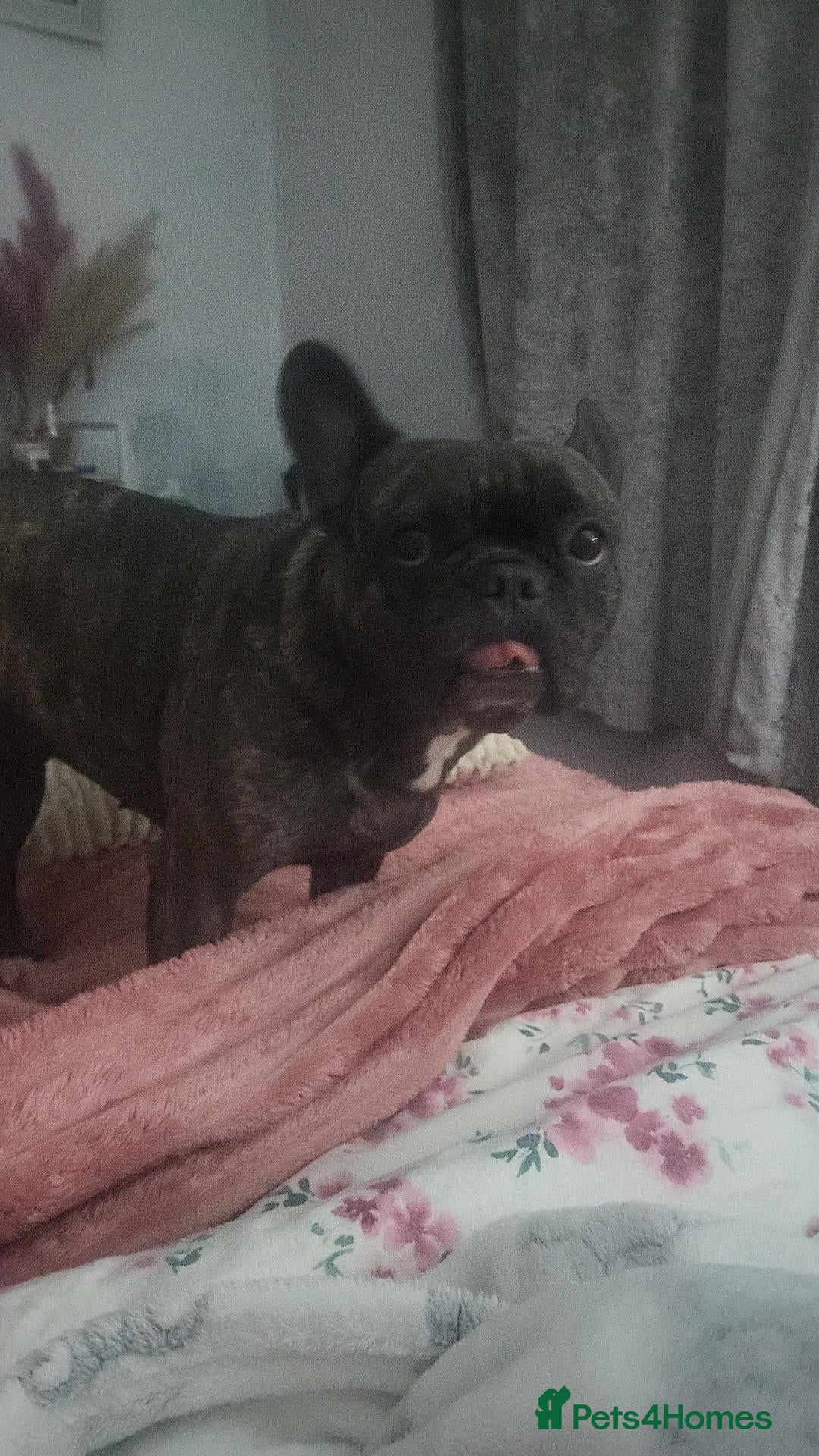 French Bulldog dogs Beautiful "Pebbles" - Advert 4