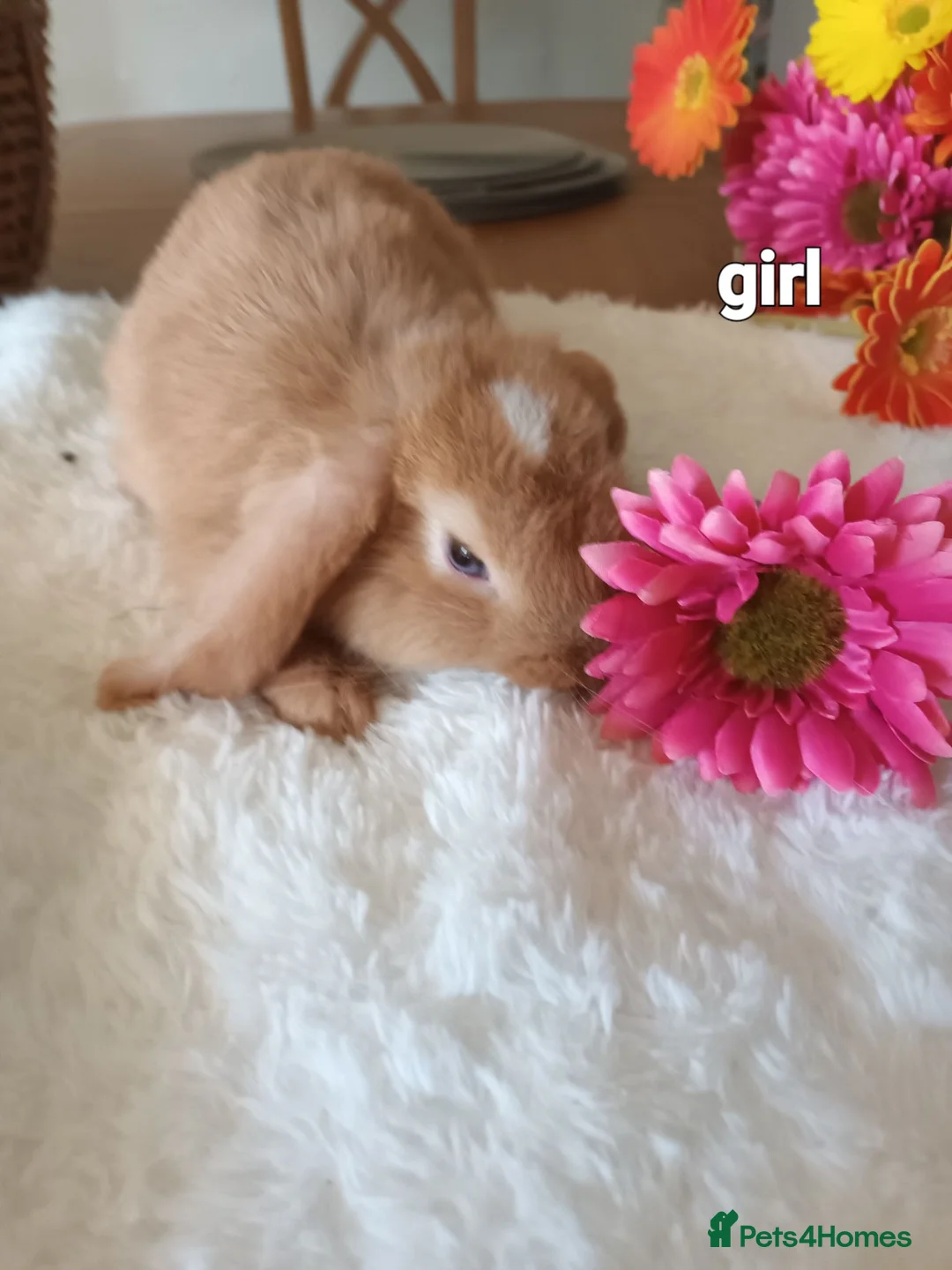 Mini Lop rabbits for sale: Beautiful mini lops  - Advert 1