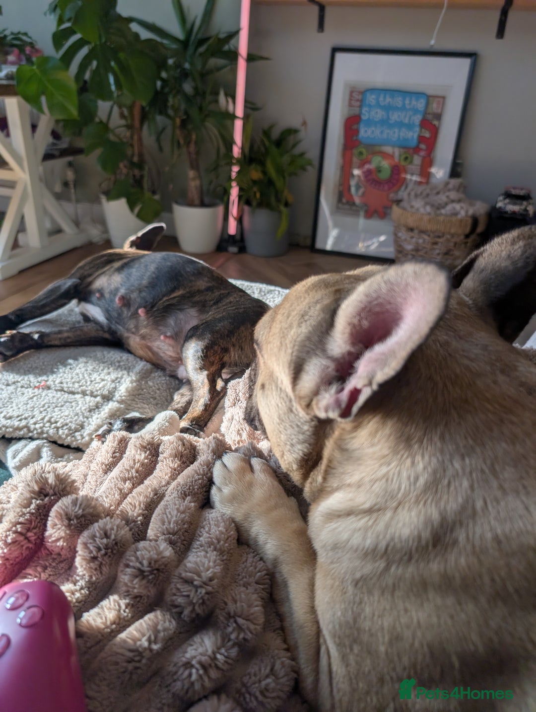 Mixed Breed dogs for sale: 75% Frenchie puppies - Advert 5