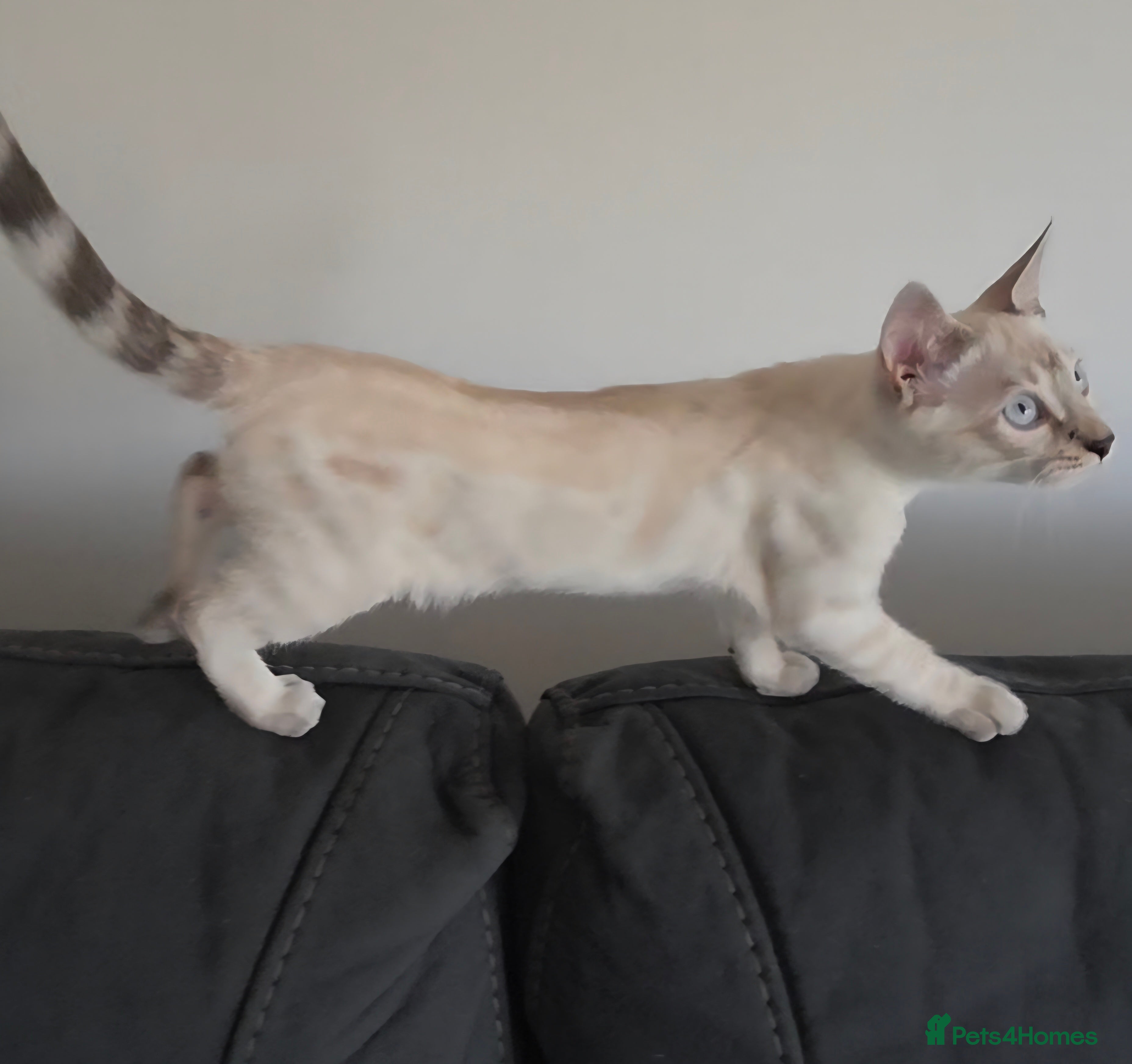 Bengal cats Outstanding Tica Show quality bengal kitten's - Advert 2