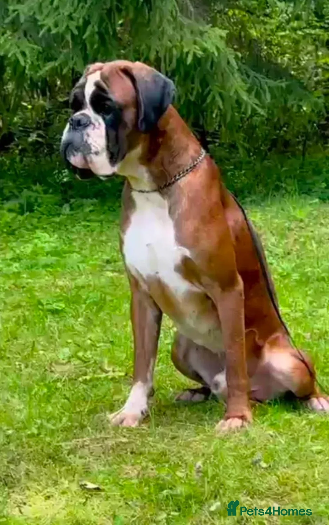 Boxer dogs for sale: KC registered red bob tail boy boxer in Barry - Advert 2