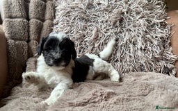 Lhasapoo dogs for sale: *****only 1 girl and 2 boys left ***** - Image 3