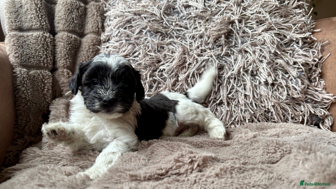 Lhasapoo dogs for sale: *****only 1 girl and 2 boys left ***** - Image 3