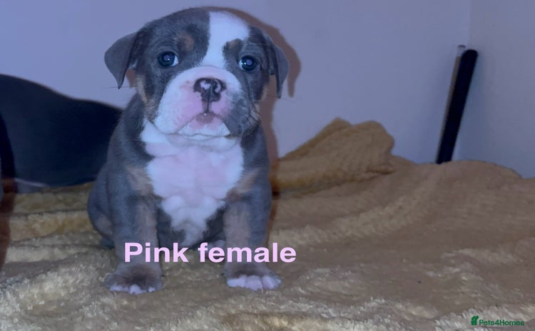 Olde English Bulldogge dogs - Advert 13