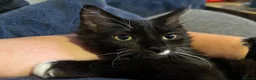 Ragcoon cats for sale: Only 2 beautiful boy Ragcoon's left  - Advert 7