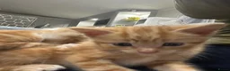 Mixed Breed cats for sale: Kittens  in Chelmsford - Advert 6
