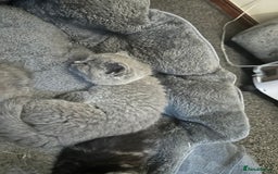 British Shorthair cats for sale: British short hair  - Image 8