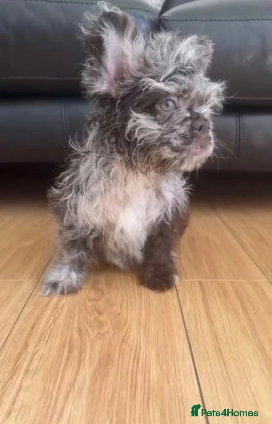 French Bulldog dogs for sale: French fluffy bulldog  - Advert 2